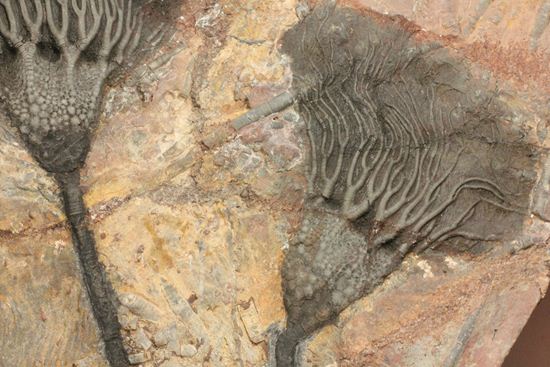最高の古代海オブジェ！4億年前の海のユリを飾りませんか？巨大ウミユリのプレート標本（その6）