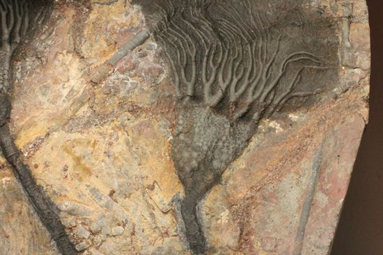 最高の古代海オブジェ！4億年前の海のユリを飾りませんか？巨大ウミユリのプレート標本（その7）
