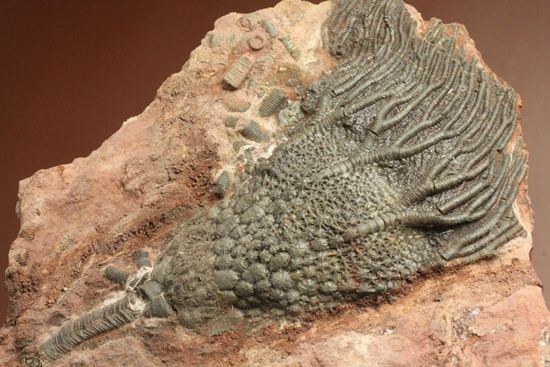 超立体的な触手が生々しい!まるでユリのような棘皮動物、ウミユリ化石(その1)