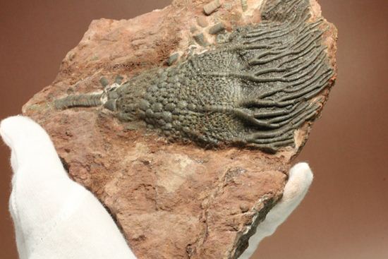 超立体的な触手が生々しい！まるでユリのような棘皮動物、ウミユリ化石
