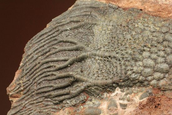 超立体的な触手が生々しい！まるでユリのような棘皮動物、ウミユリ化石（その11）