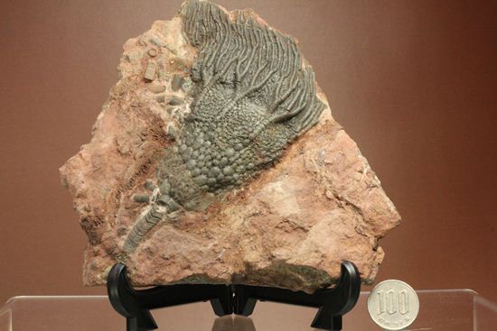 超立体的な触手が生々しい!まるでユリのような棘皮動物、ウミユリ化石(その12)