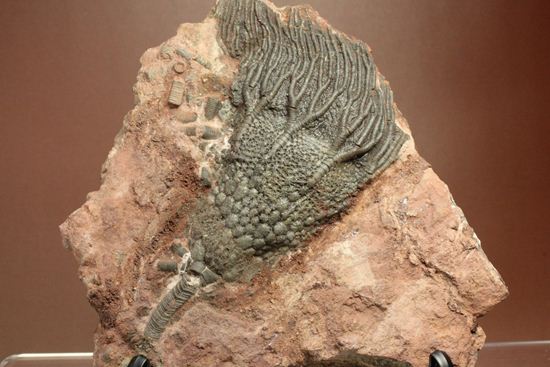 超立体的な触手が生々しい！まるでユリのような棘皮動物、ウミユリ化石（その2）