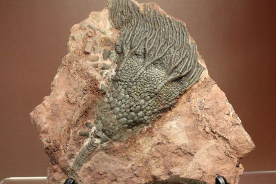 超立体的な触手が生々しい!まるでユリのような棘皮動物、ウミユリ化石(その2)
