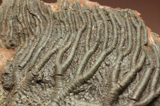 超立体的な触手が生々しい！まるでユリのような棘皮動物、ウミユリ化石（その3）