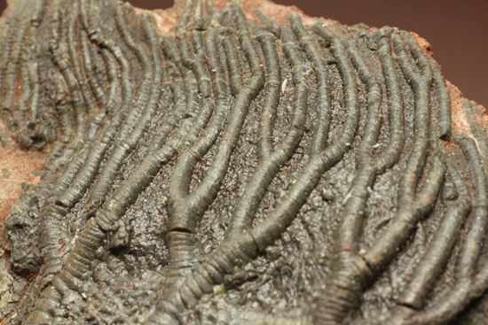 超立体的な触手が生々しい!まるでユリのような棘皮動物、ウミユリ化石(その3)
