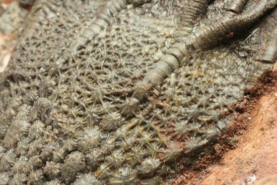 超立体的な触手が生々しい!まるでユリのような棘皮動物、ウミユリ化石(その4)