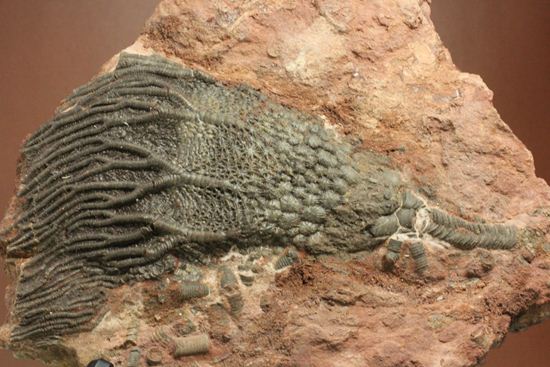 超立体的な触手が生々しい！まるでユリのような棘皮動物、ウミユリ化石