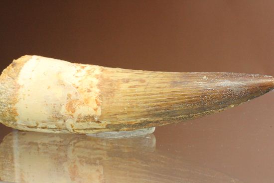 10cm超え!ノーブルな美歯!細長~いスピノサウルス歯化石(Spinosaurus)(その1)