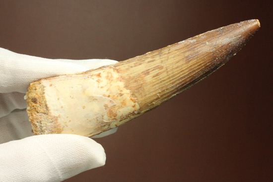 10cm超え!ノーブルな美歯!細長~いスピノサウルス歯化石(Spinosaurus)(その11)