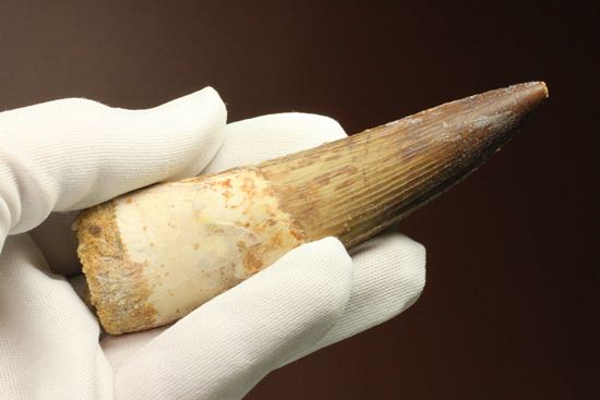 10cm超え!ノーブルな美歯!細長~いスピノサウルス歯化石(Spinosaurus)(その12)