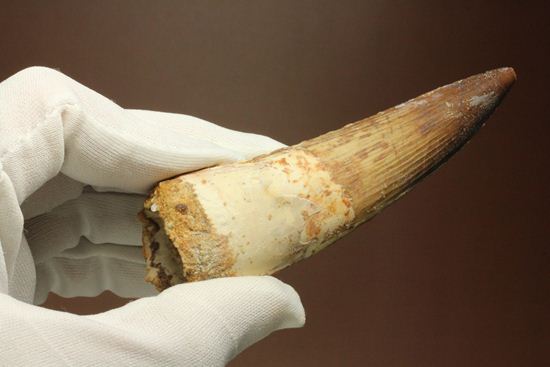 10cm超え!ノーブルな美歯!細長~いスピノサウルス歯化石(Spinosaurus)(その19)