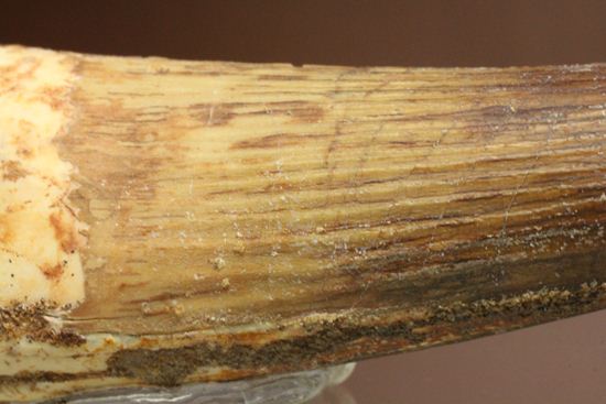 10cm超え!ノーブルな美歯!細長~いスピノサウルス歯化石(Spinosaurus)(その4)