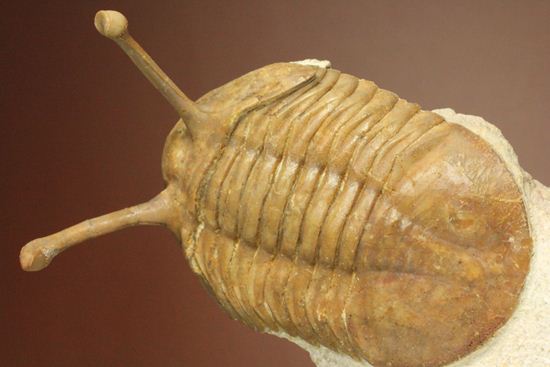 超ロングアイ2.7cm!アサフス・コワレフスキー(Asaphus kowalewskii)(その1)