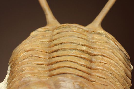 超ロングアイ2.7cm!アサフス・コワレフスキー(Asaphus kowalewskii)(その12)