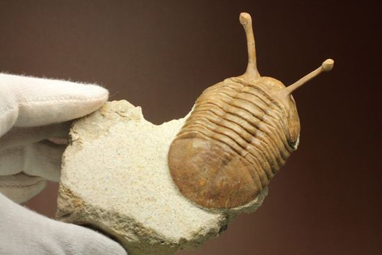 超ロングアイ2.7cm!アサフス・コワレフスキー(Asaphus kowalewskii)(その13)
