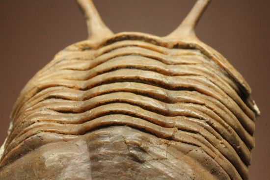 超ロングアイ2.7cm!アサフス・コワレフスキー(Asaphus kowalewskii)(その14)
