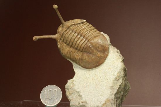 超ロングアイ2.7ｃｍ！アサフス・コワレフスキー（Asaphus kowalewskii)（その16）