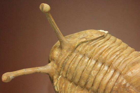 超ロングアイ2.7cm!アサフス・コワレフスキー(Asaphus kowalewskii)(その17)