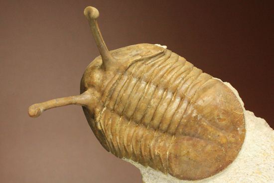 超ロングアイ2.7cm!アサフス・コワレフスキー(Asaphus kowalewskii)(その18)