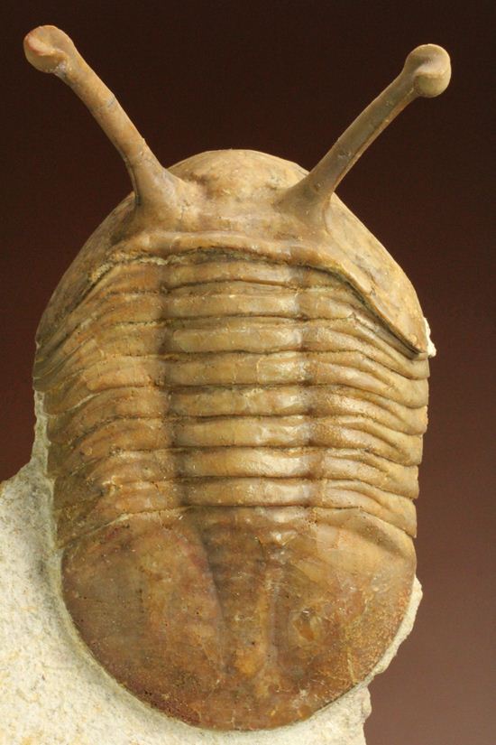 超ロングアイ2.7cm!アサフス・コワレフスキー(Asaphus kowalewskii)(その3)