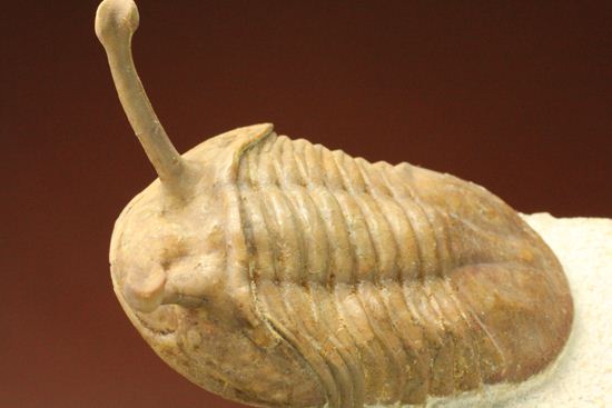 超ロングアイ2.7cm!アサフス・コワレフスキー(Asaphus kowalewskii)(その4)