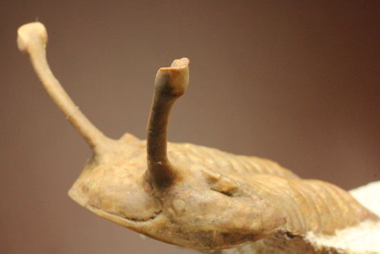 超ロングアイ2.7cm!アサフス・コワレフスキー(Asaphus kowalewskii)(その5)