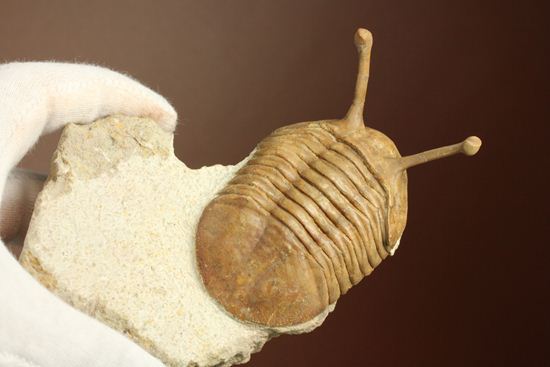 超ロングアイ2.7cm!アサフス・コワレフスキー(Asaphus kowalewskii)(その9)