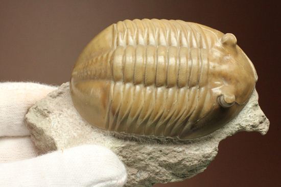 ベスト・オブ・バランスは君だ！アサフス・レピドゥルス（Asaphus lepidurus)（その11）