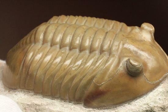 ベスト・オブ・バランスは君だ！アサフス・レピドゥルス（Asaphus lepidurus)（その18）