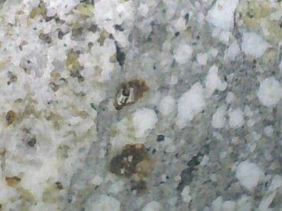 砂漠の石 サハラ砂漠産 フルグライト(雷管石,閃電岩)/Fulgurite 原石 A-FLU027