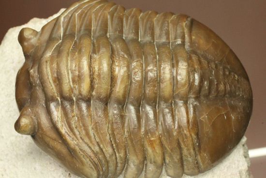 節の美しさが自慢!ロシアン三葉虫アサフス・ロブスタス(Asaphus robustus)(その1)