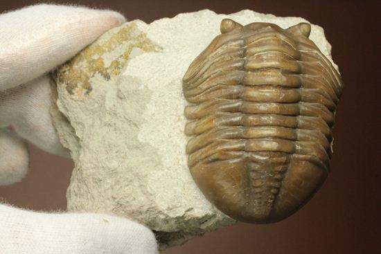 節の美しさが自慢!ロシアン三葉虫アサフス・ロブスタス(Asaphus robustus)(その10)