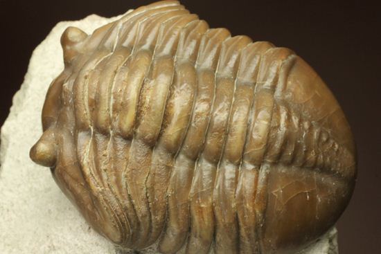 節の美しさが自慢!ロシアン三葉虫アサフス・ロブスタス(Asaphus robustus)(その12)