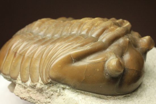 節の美しさが自慢!ロシアン三葉虫アサフス・ロブスタス(Asaphus robustus)(その13)