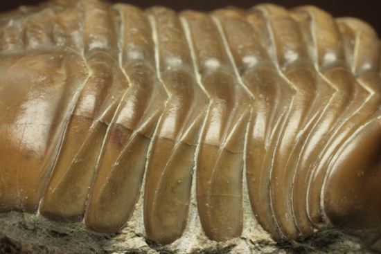 節の美しさが自慢!ロシアン三葉虫アサフス・ロブスタス(Asaphus robustus)(その15)