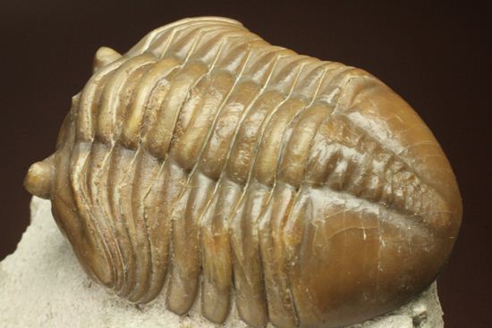 節の美しさが自慢!ロシアン三葉虫アサフス・ロブスタス(Asaphus robustus)(その16)