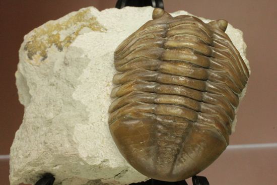 節の美しさが自慢!ロシアン三葉虫アサフス・ロブスタス(Asaphus robustus)(その17)