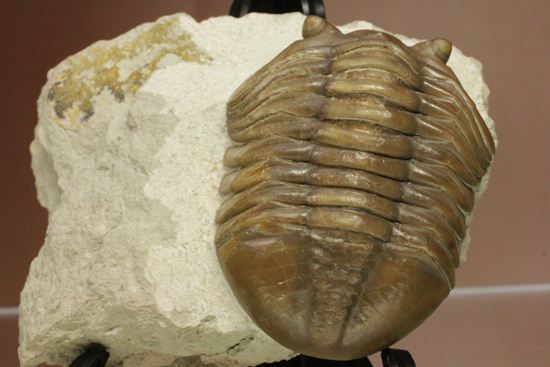 節の美しさが自慢！ロシアン三葉虫アサフス・ロブスタス(Asaphus robustus)（その17）