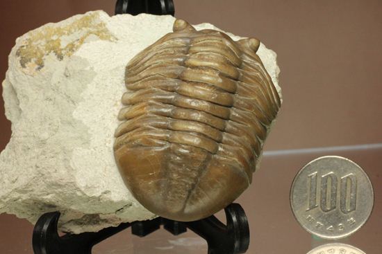 節の美しさが自慢!ロシアン三葉虫アサフス・ロブスタス(Asaphus robustus)(その18)