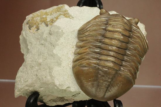 節の美しさが自慢!ロシアン三葉虫アサフス・ロブスタス(Asaphus robustus)(その2)