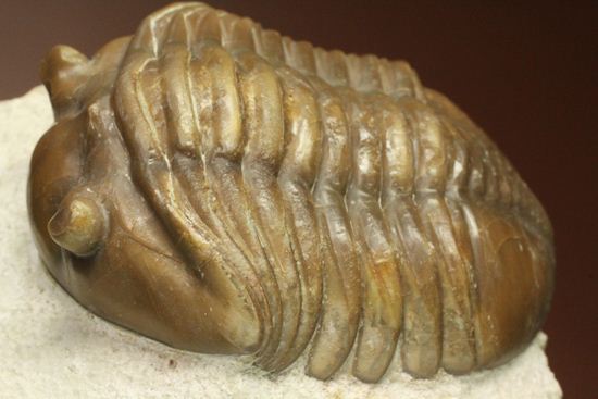 節の美しさが自慢!ロシアン三葉虫アサフス・ロブスタス(Asaphus robustus)(その3)
