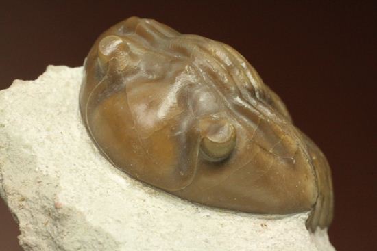 節の美しさが自慢!ロシアン三葉虫アサフス・ロブスタス(Asaphus robustus)(その4)