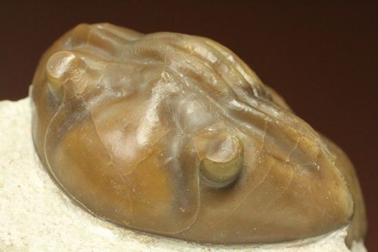 節の美しさが自慢!ロシアン三葉虫アサフス・ロブスタス(Asaphus robustus)(その5)