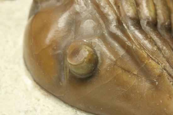 節の美しさが自慢!ロシアン三葉虫アサフス・ロブスタス(Asaphus robustus)(その6)