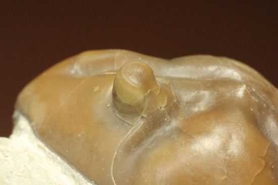 節の美しさが自慢!ロシアン三葉虫アサフス・ロブスタス(Asaphus robustus)(その7)