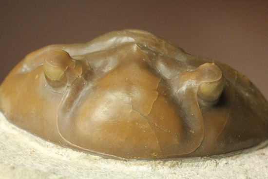 節の美しさが自慢!ロシアン三葉虫アサフス・ロブスタス(Asaphus robustus)(その8)