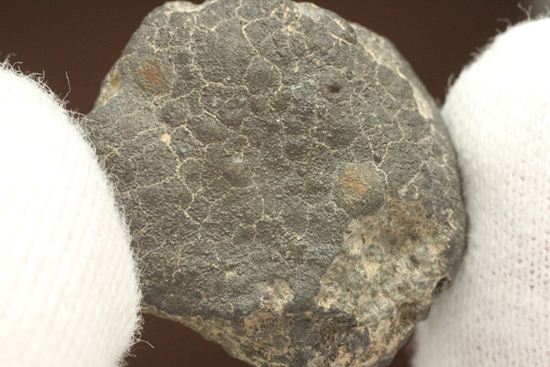 初めて隕石を入手したい方におすすめ！1969年2月8日、メキシコに落下した隕石　ALLENDE（その13）