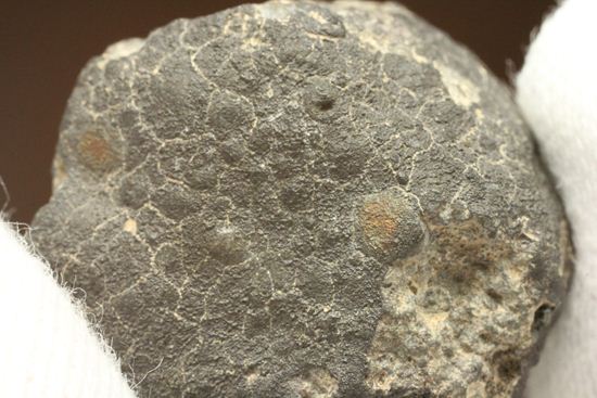 初めて隕石を入手したい方におすすめ！1969年2月8日、メキシコに落下した隕石　ALLENDE（その14）