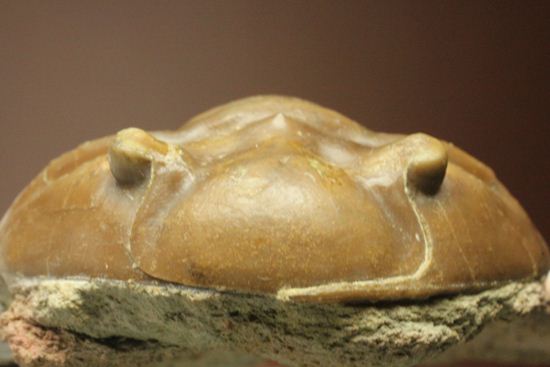 希少種!のっぺり頭のロシアン三葉虫アサフス・デルティフロンス(Asaphus deltifrons)(その1)